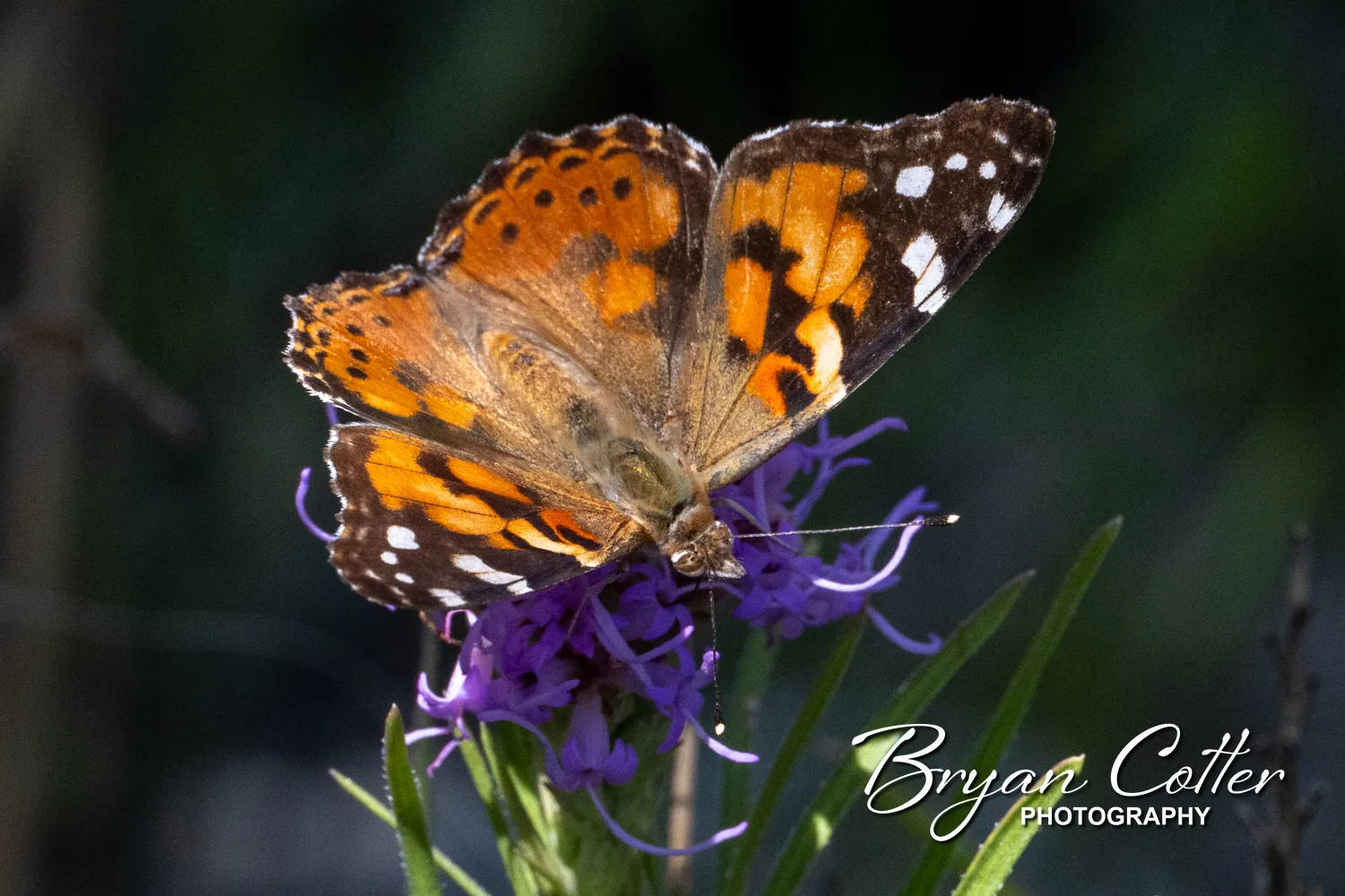 Painted Lady