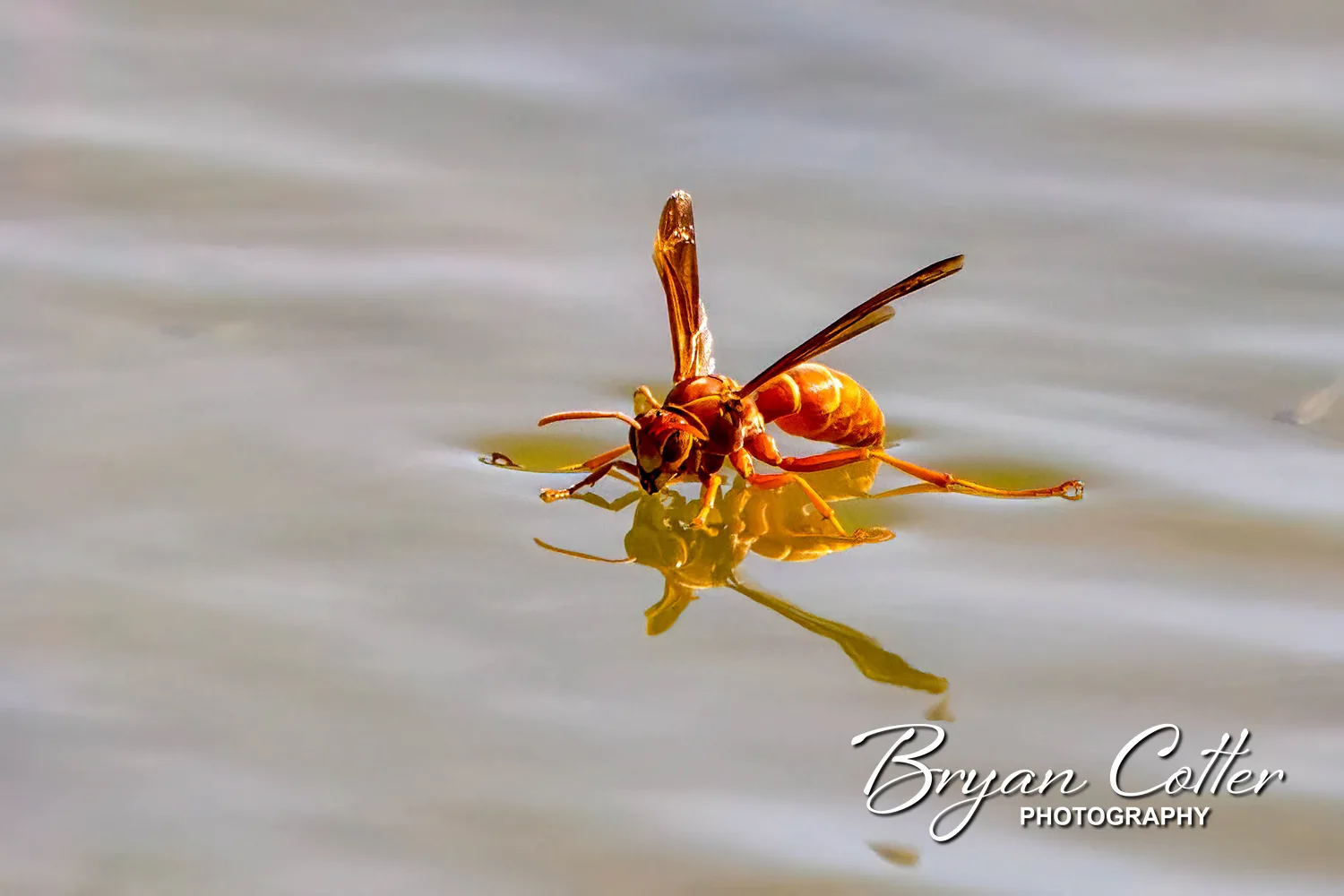 Paper Wasp