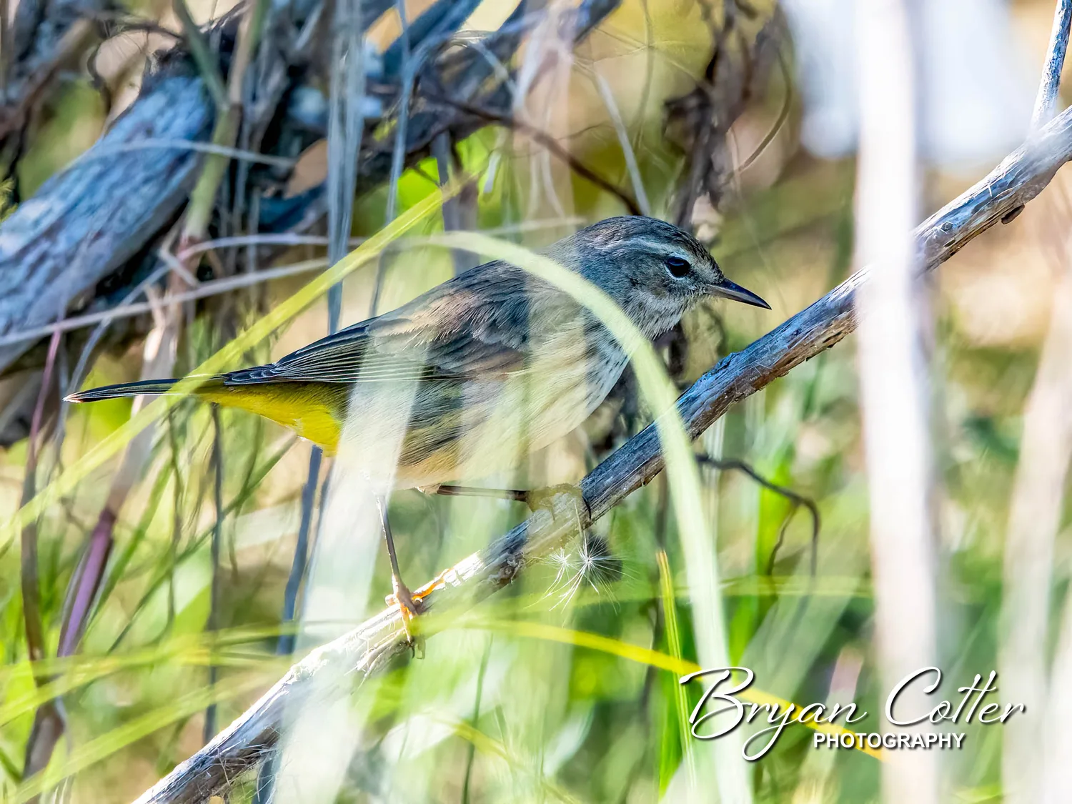 Palm Warbler