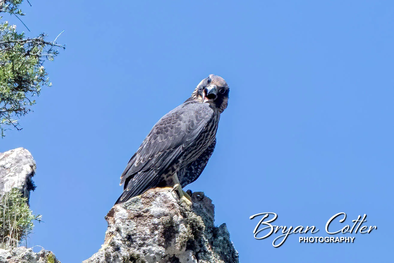 Peregrine Falcon