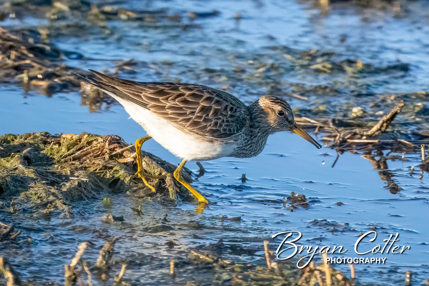 Pectoral Sandpiper