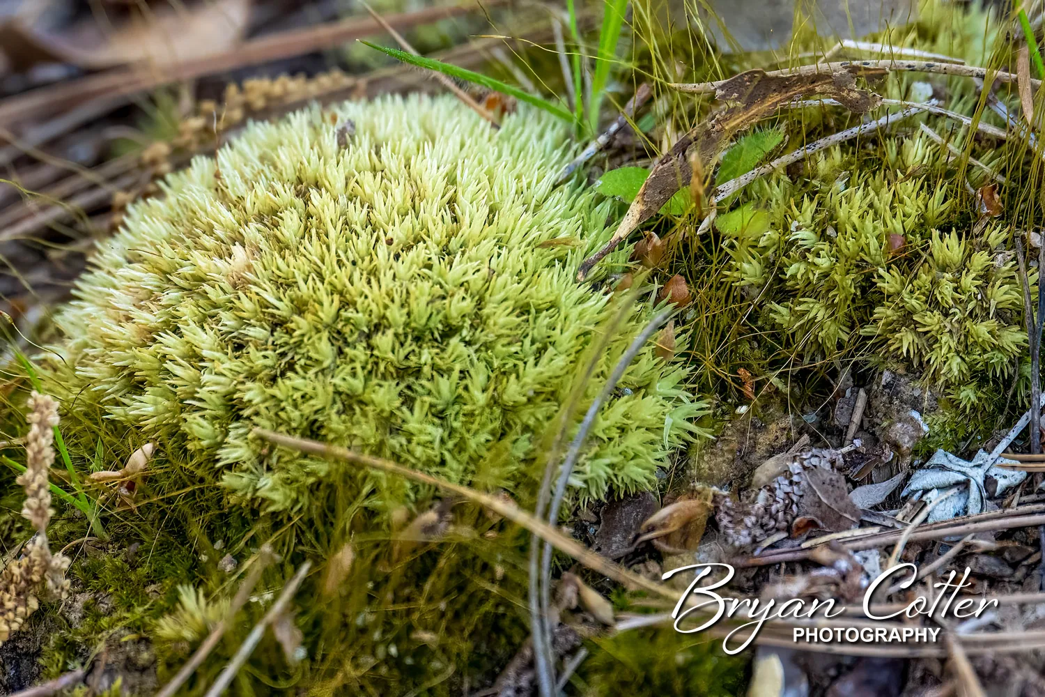 Pincushion Moss