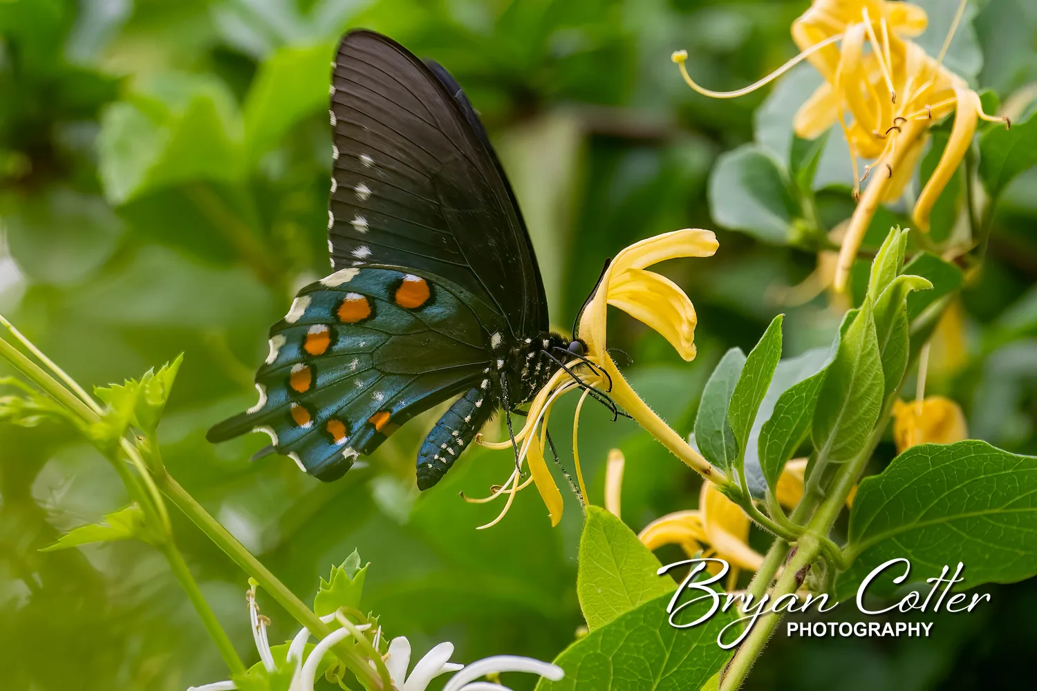 Pipevine Swallowtail