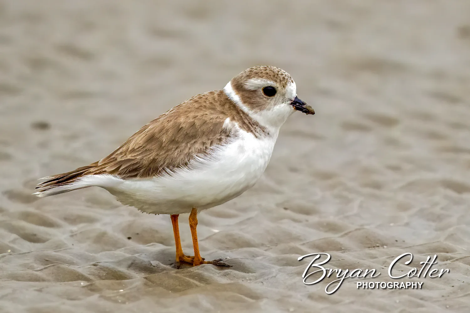 Piping Plover