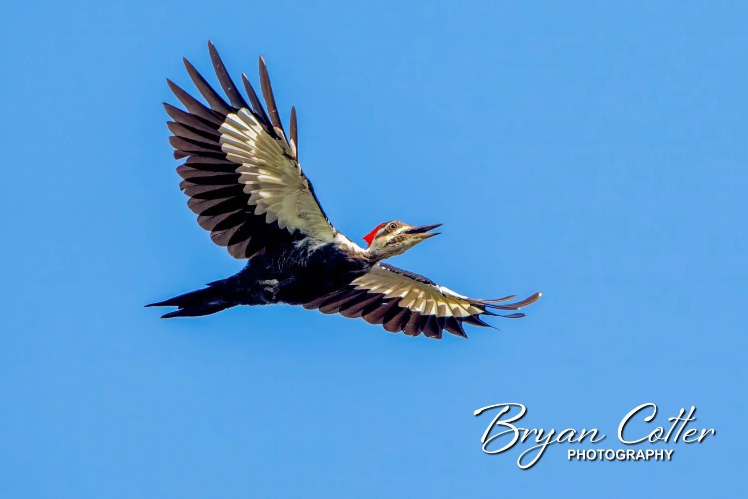 Pileated Woodpecker