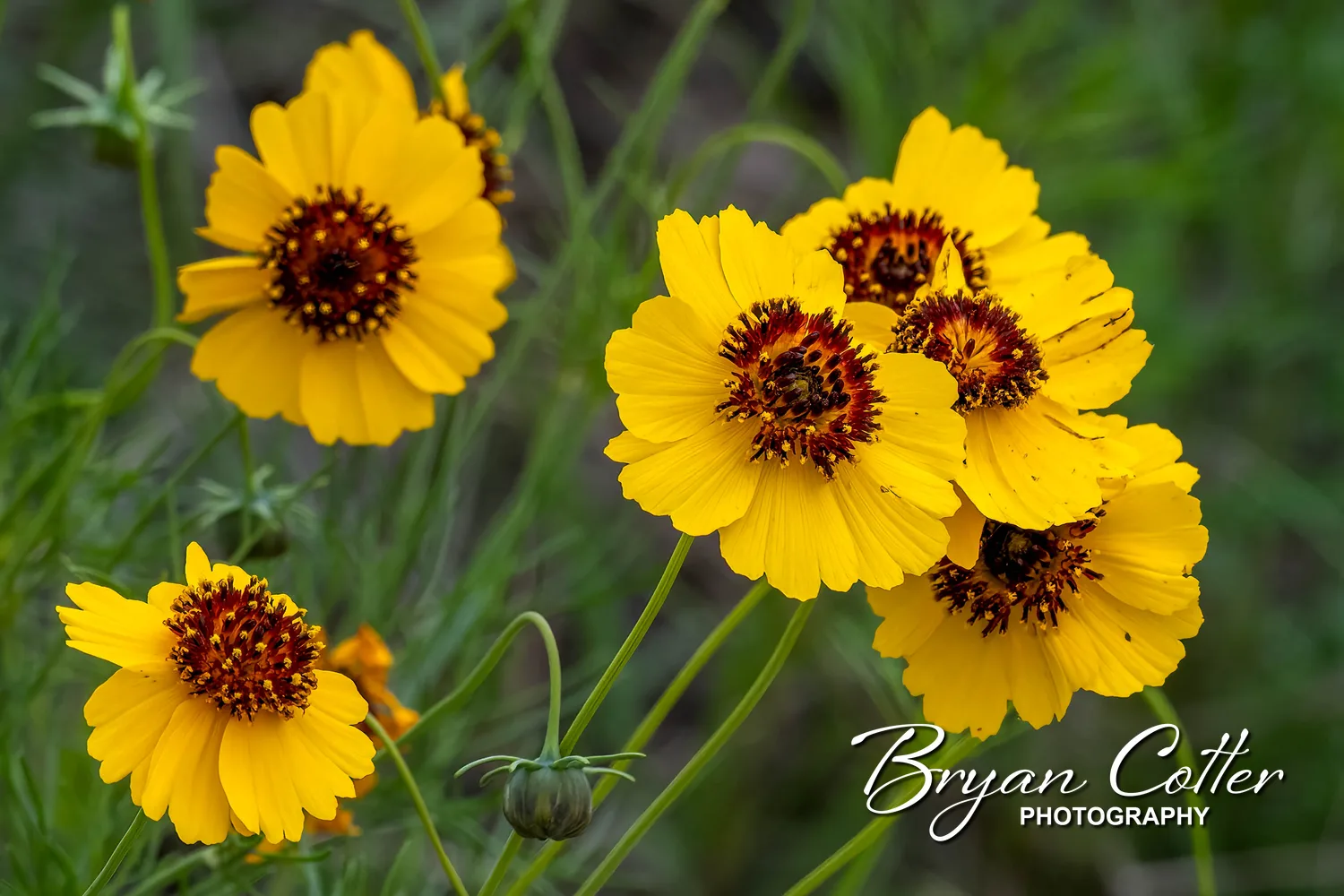 Plains Coreopsis