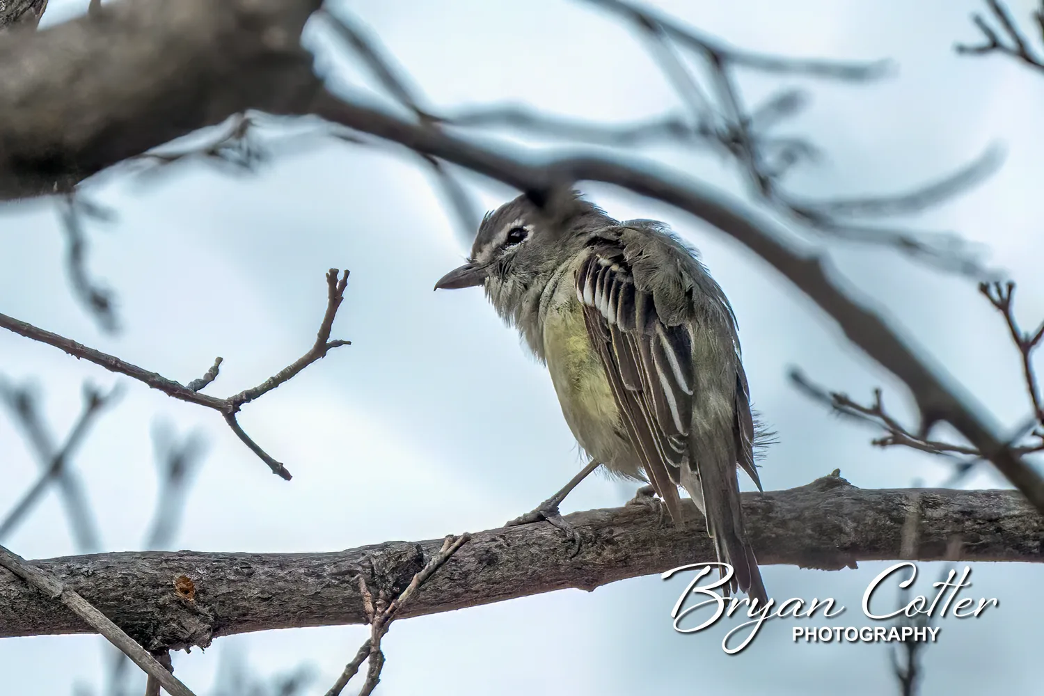 Plumbeous Vireo