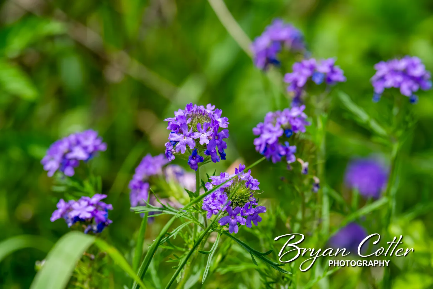 Prairie Verbena