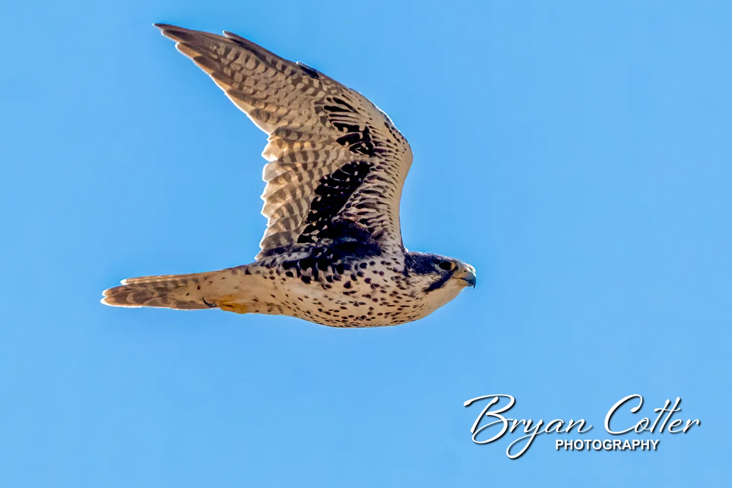 Prairie Falcon