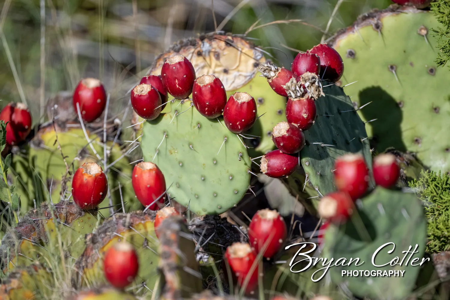 Prickly Pear Cactus
