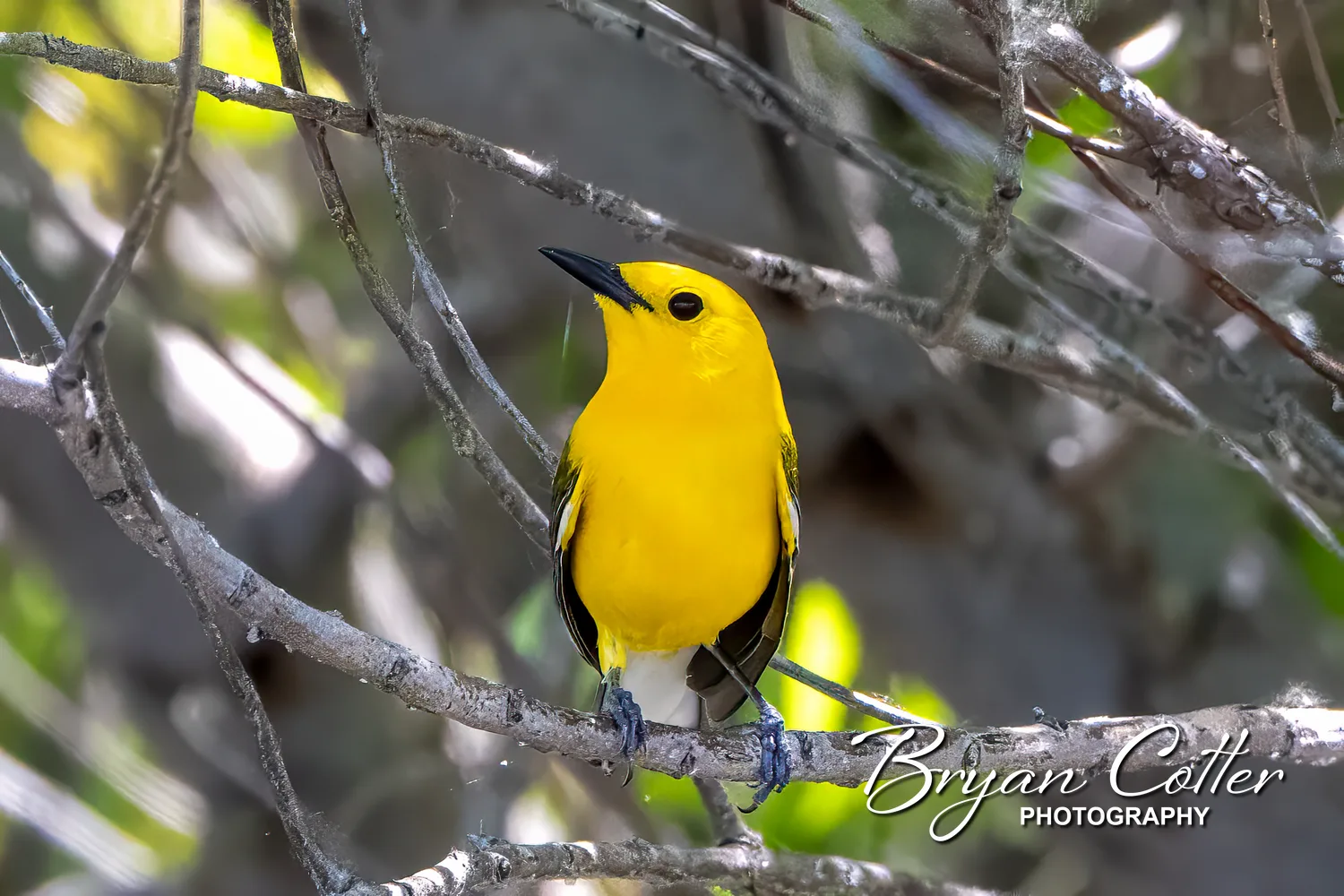 Prothonotary Warbler