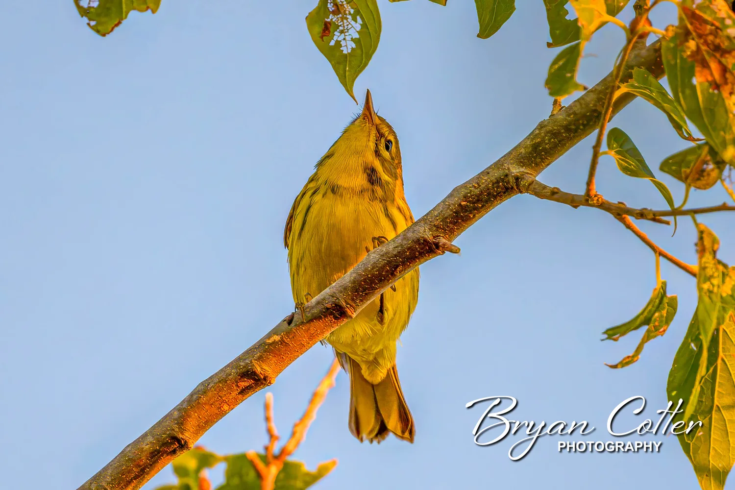 Prairie Warbler