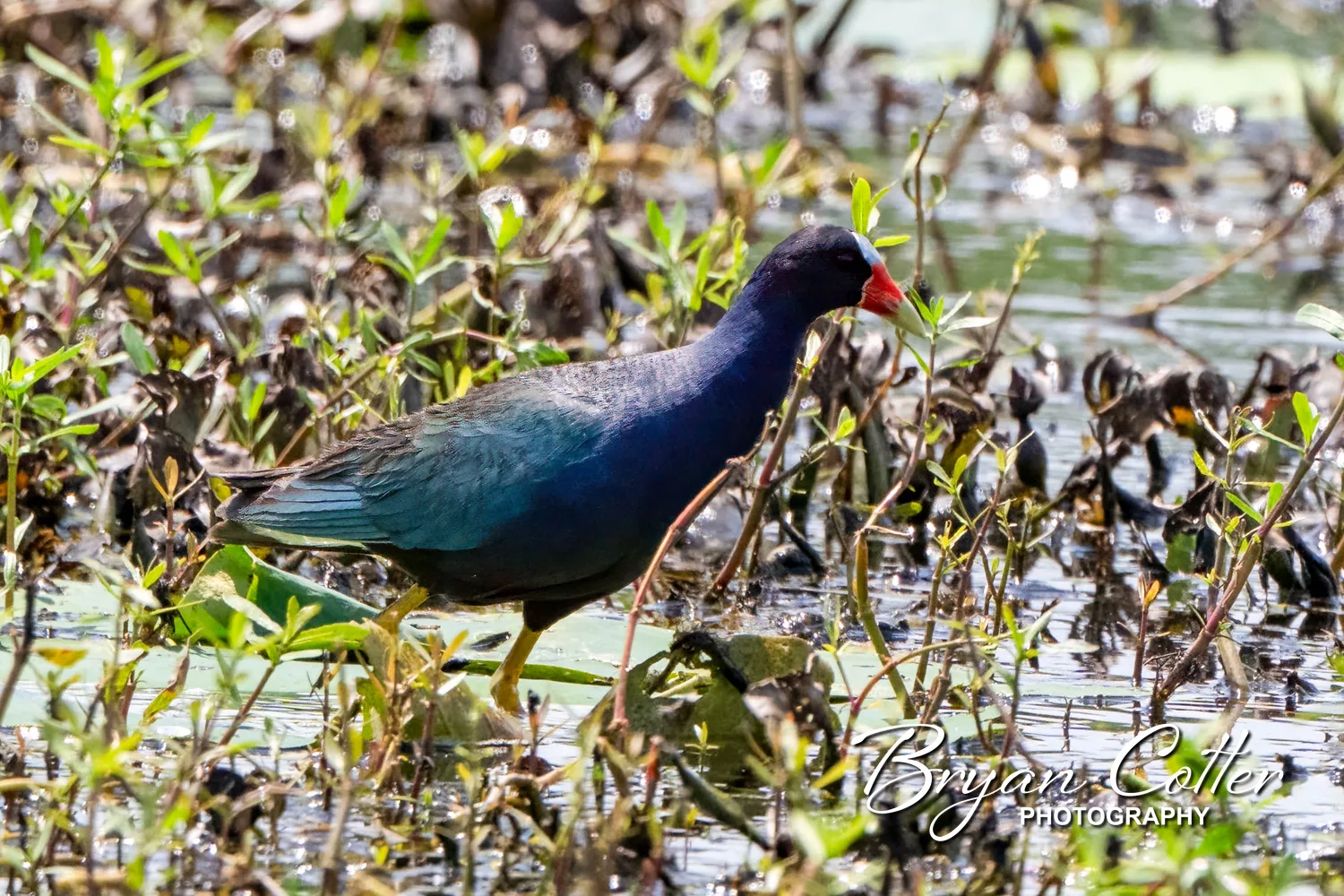Purple Gallinule