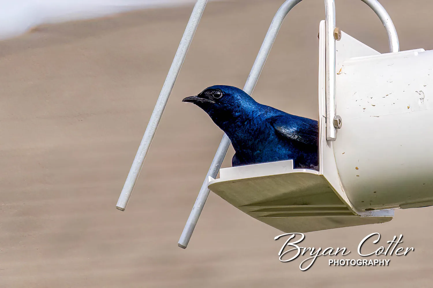 Purple Martin