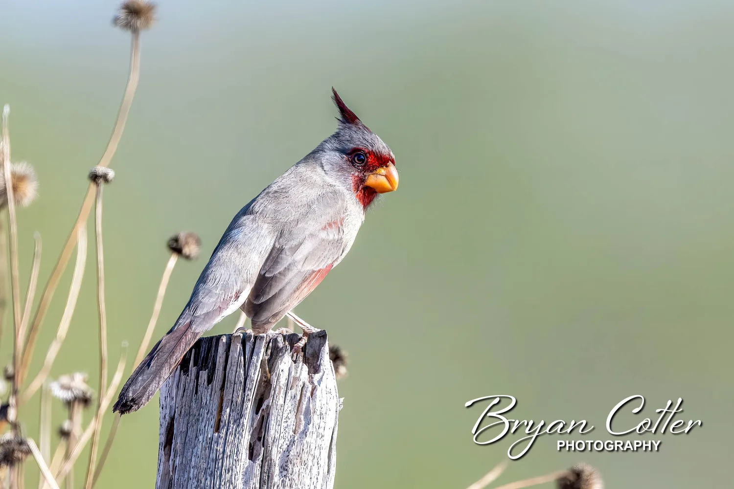Pyrrhuloxia