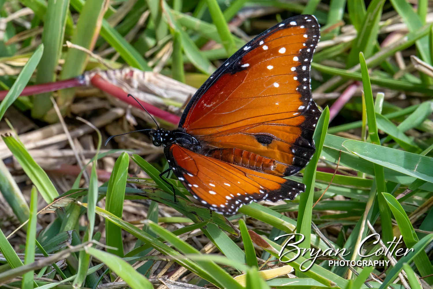 Queen Butterfly