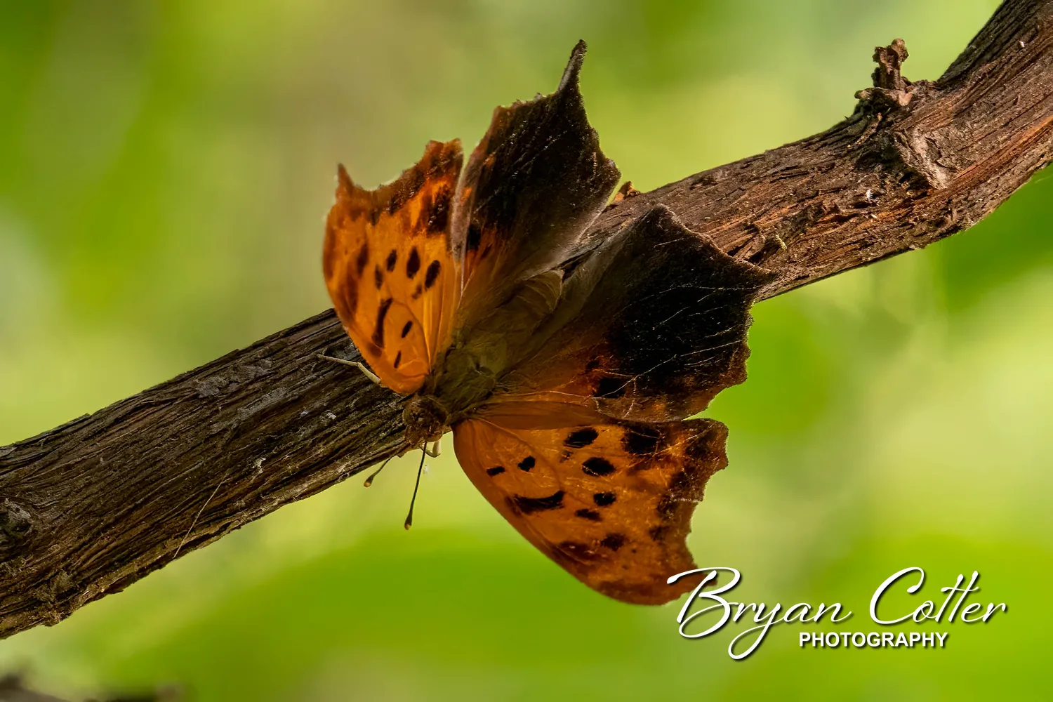 Question Mark Butterfly