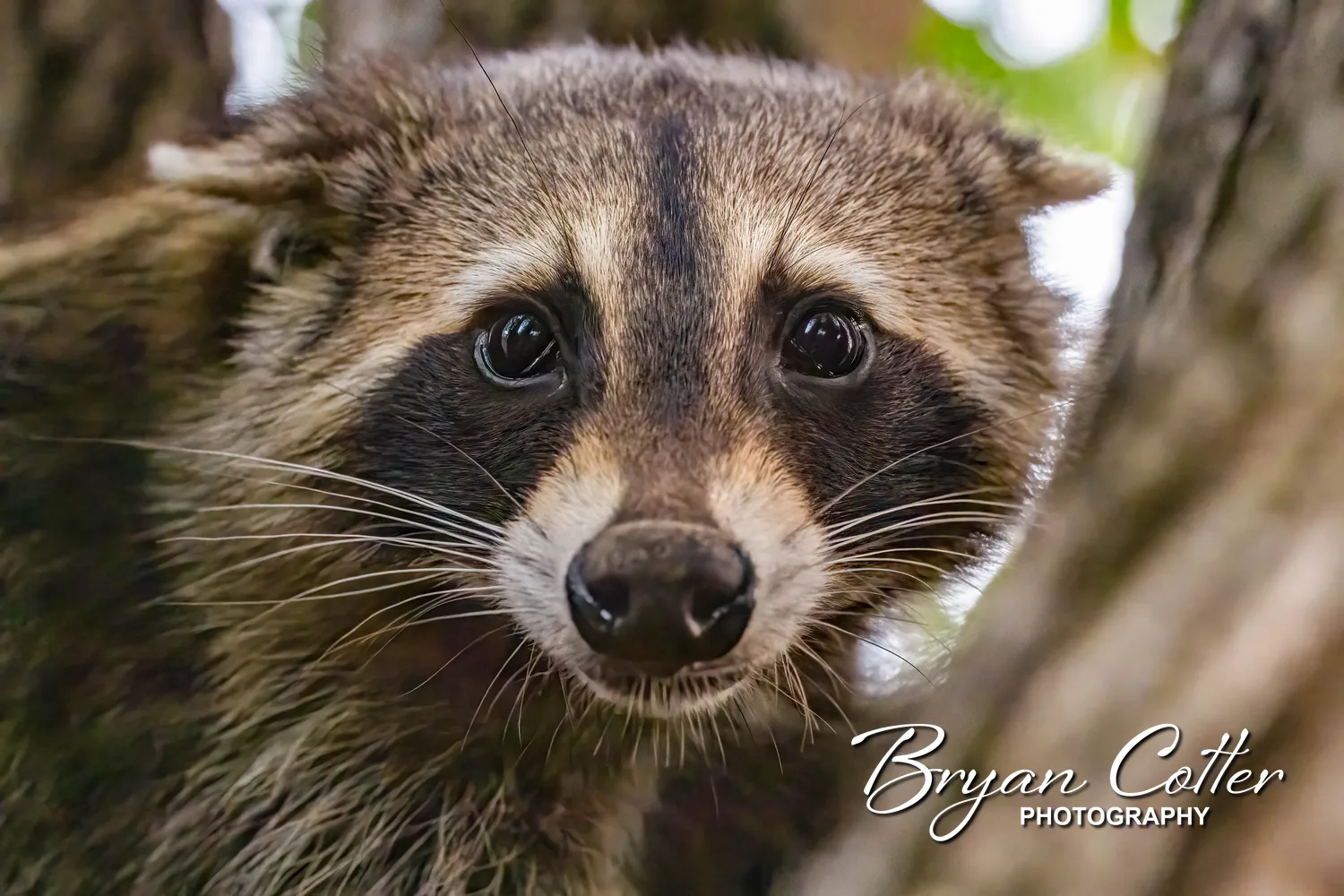Raccoon