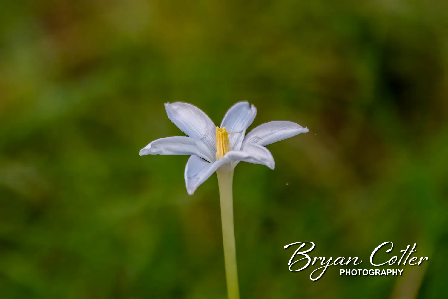 Rain Lily