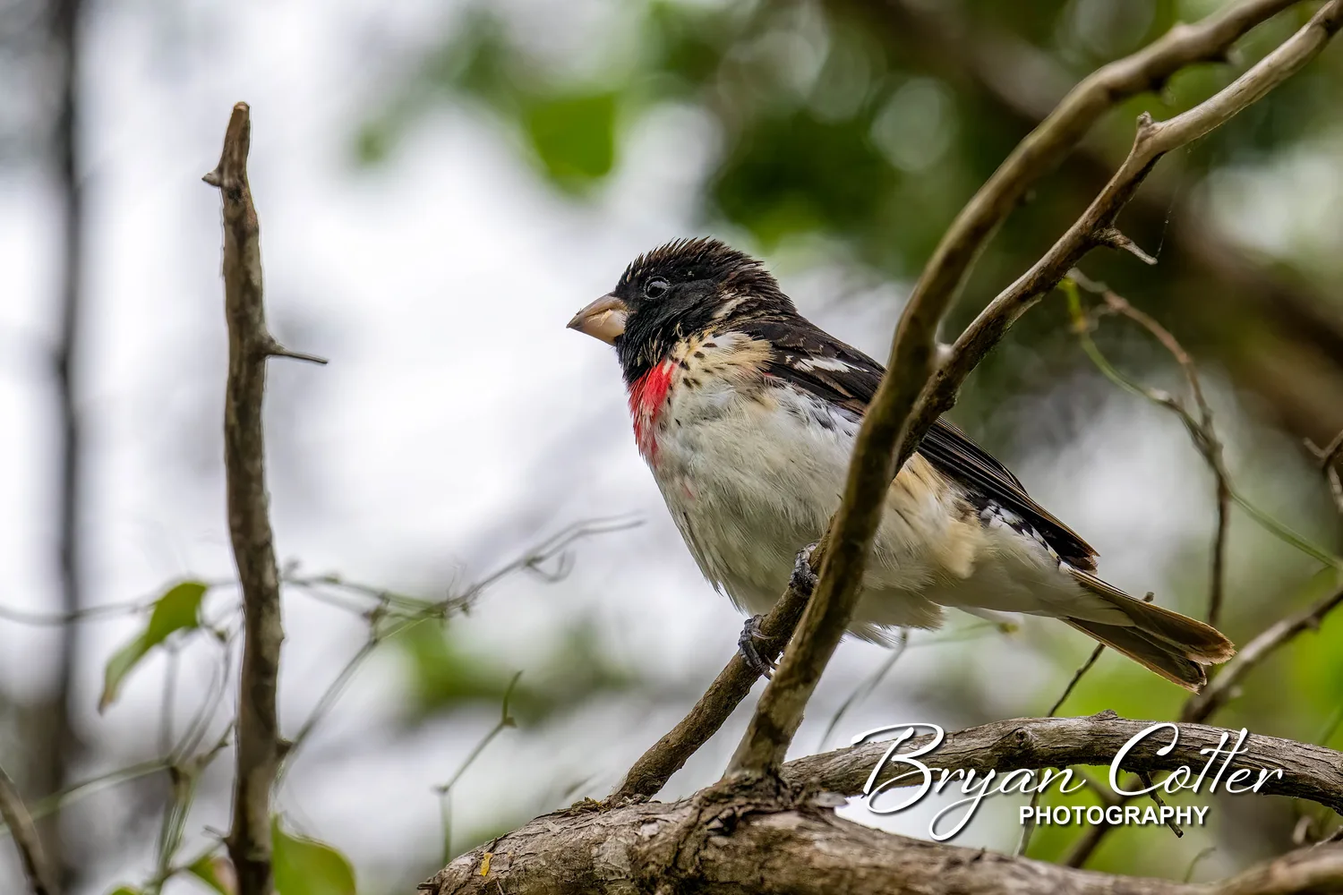 Rose-breasted Grosbeak