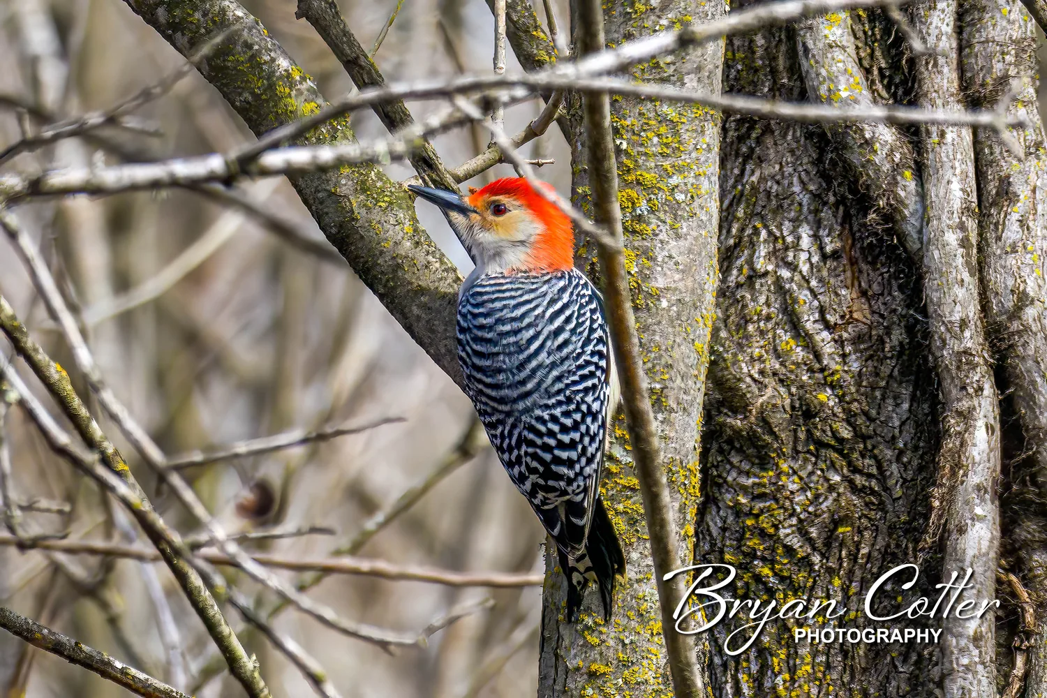 Red-bellied Woodpecker