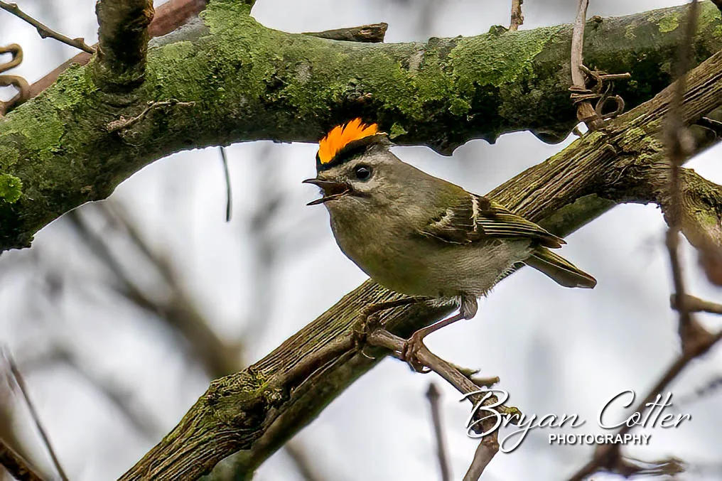 Ruby-crowned Kinglet