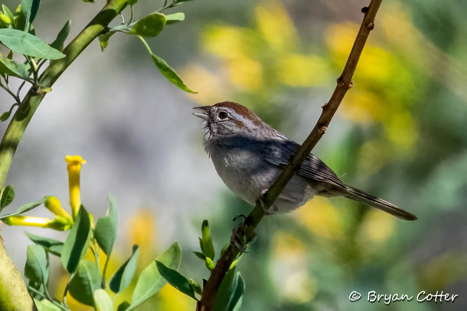 Rufous-crowned Sparrow