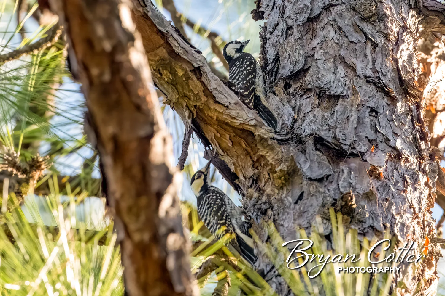 Red-cockaded Woodpecker