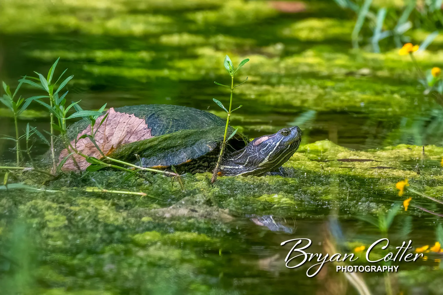 Red-eared Slider