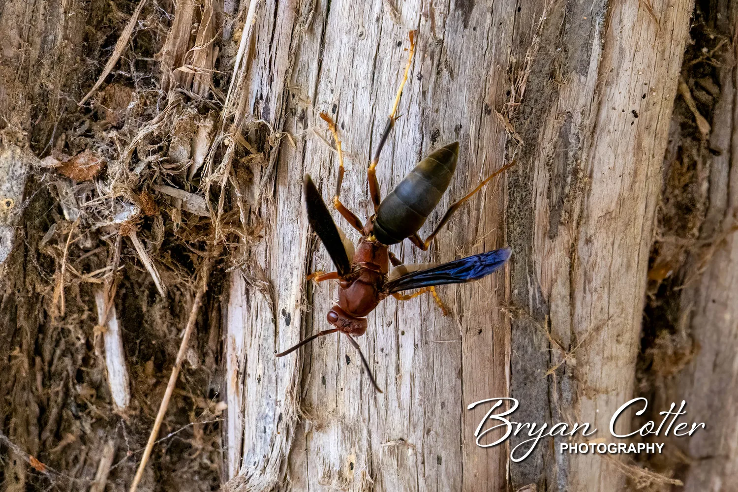 Red Paper Wasp