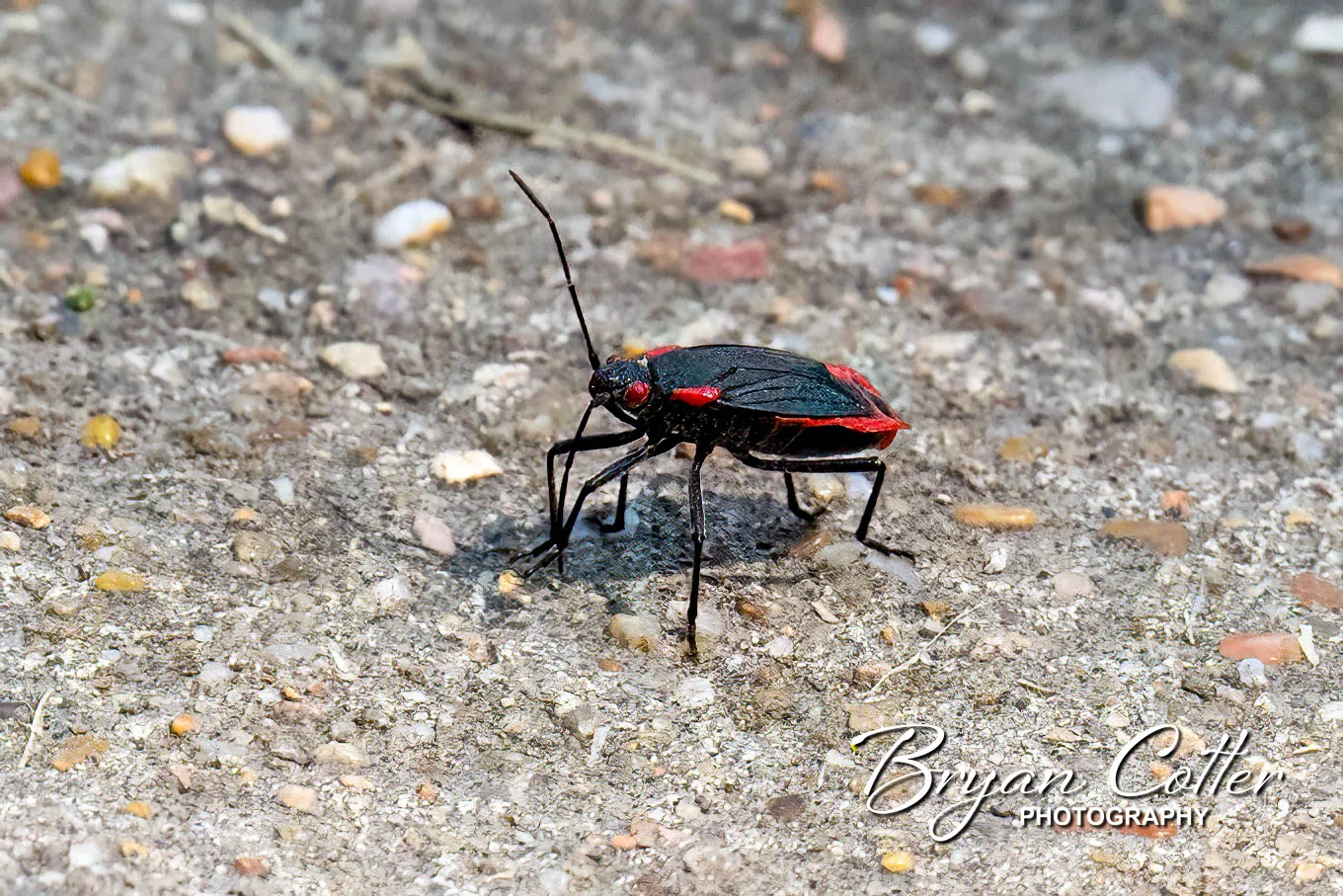 Red-shouldered Bug