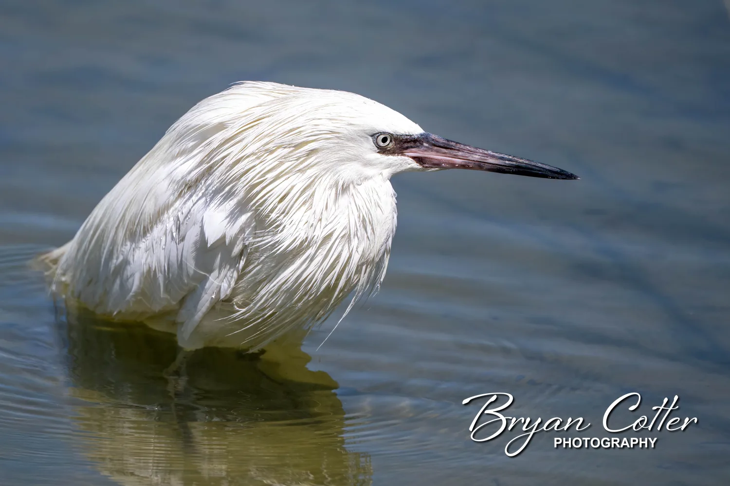 Reddish Egret