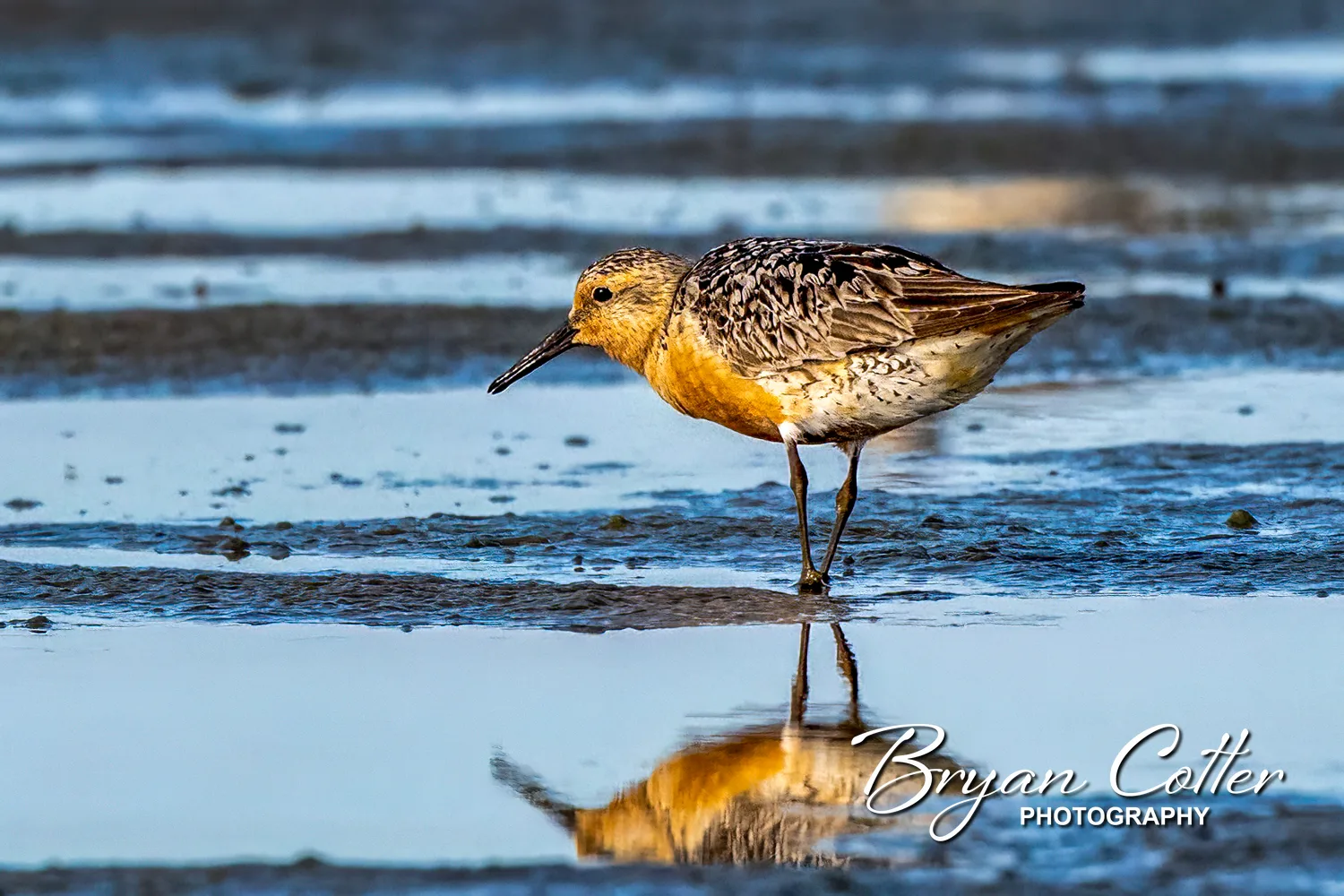 Red Knot
