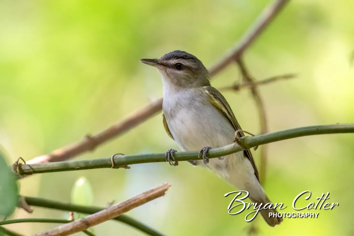Red-eyed Vireo