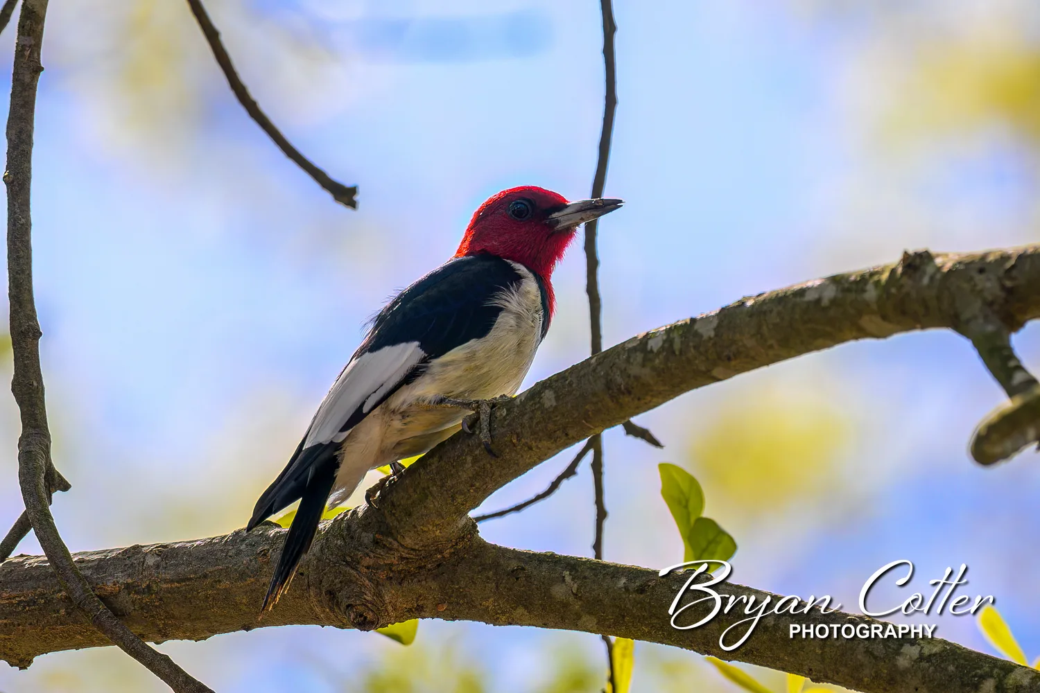 Red-headed Woodpecker