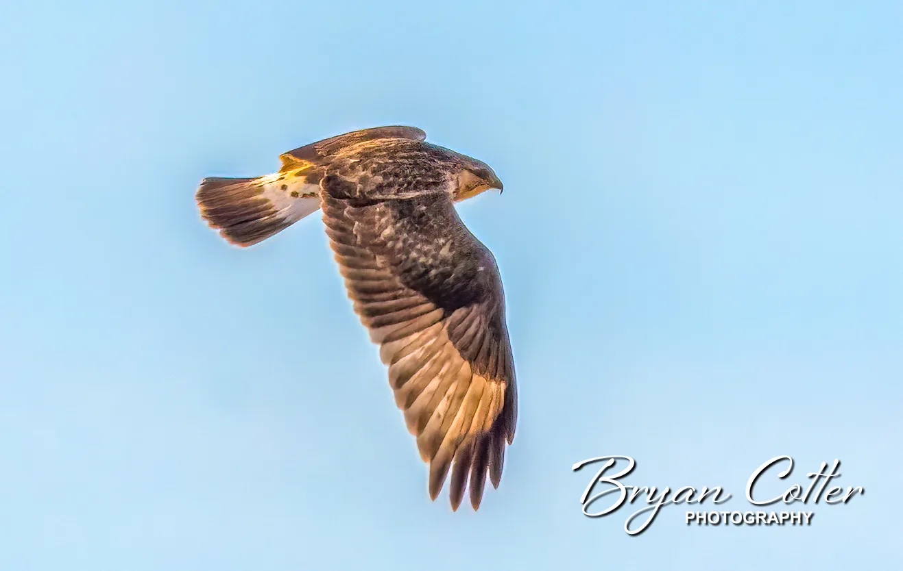 Rough-legged Hawk