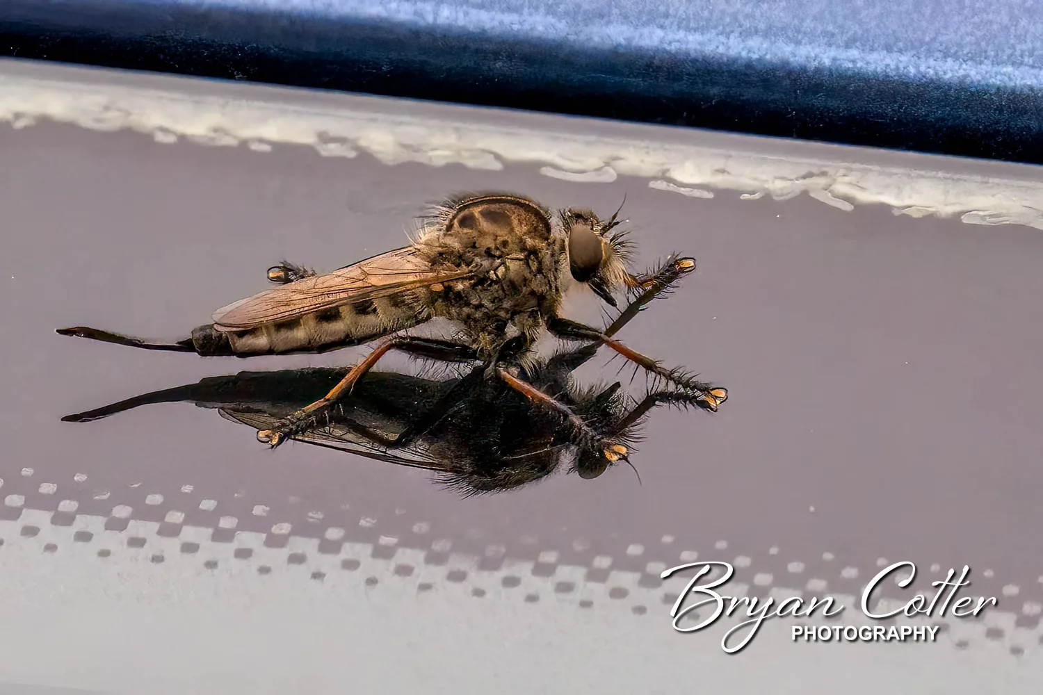 Red-footed Cannibalfly