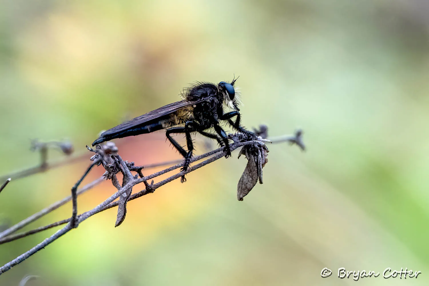 Robberfly