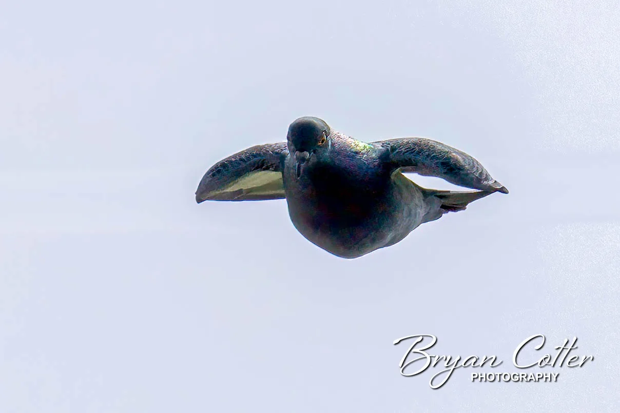 Rock Pigeon