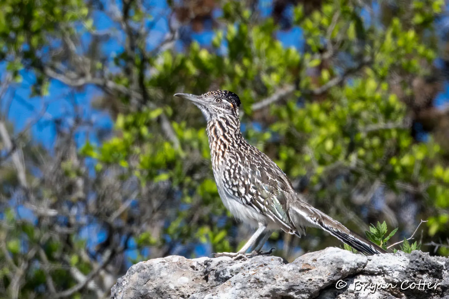 Roadrunner
