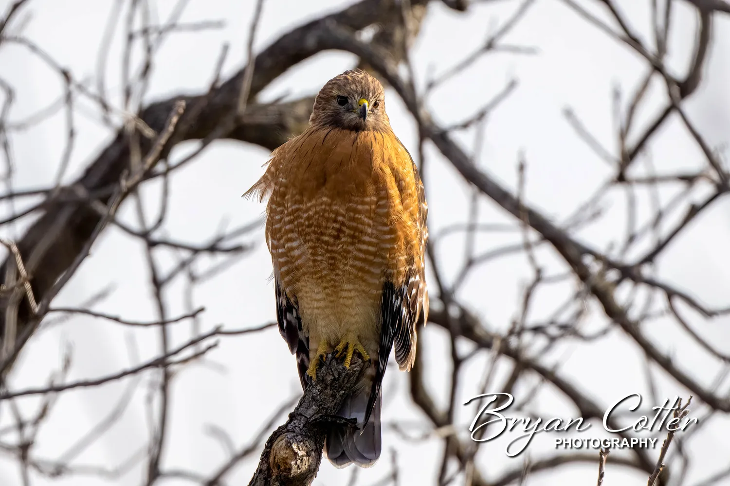 Red-shouldered Hawk