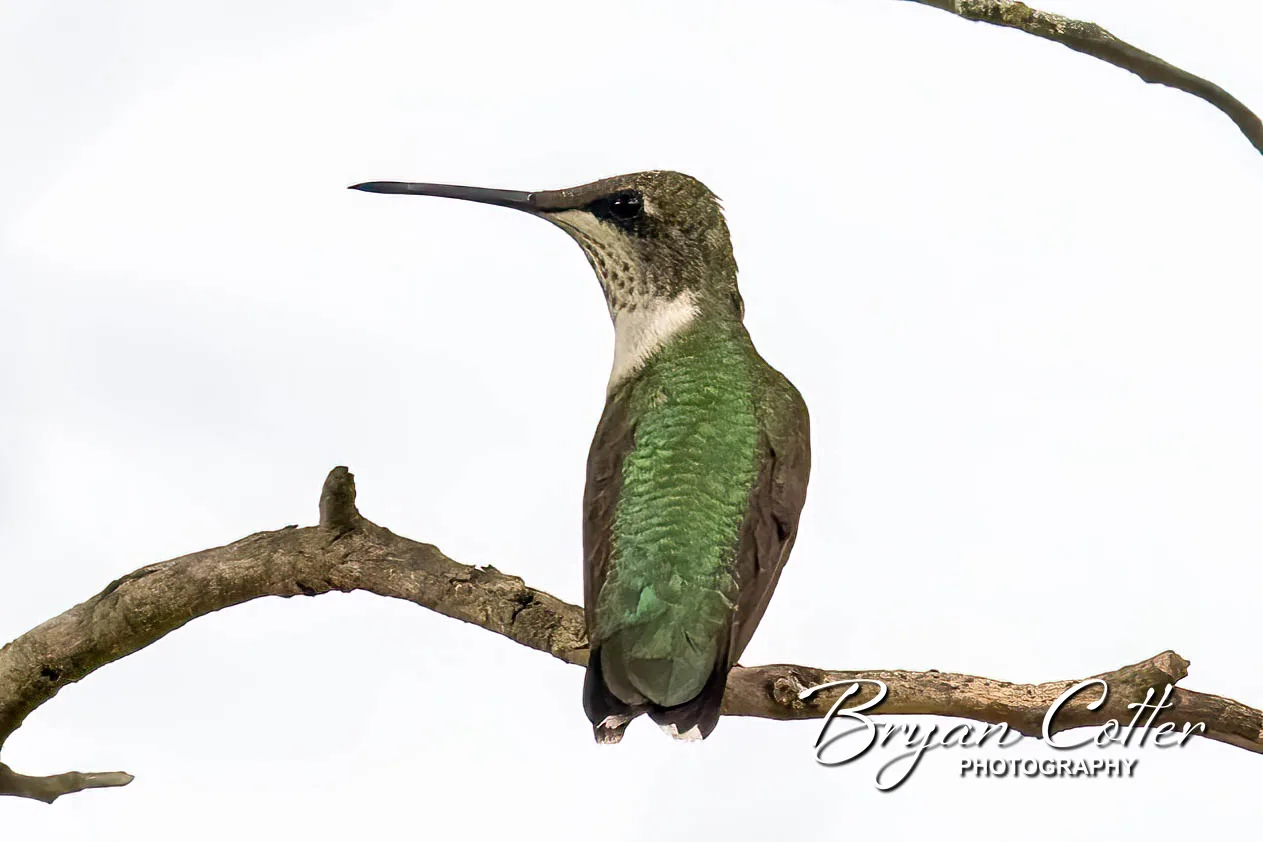 Ruby-throated Hummingbird