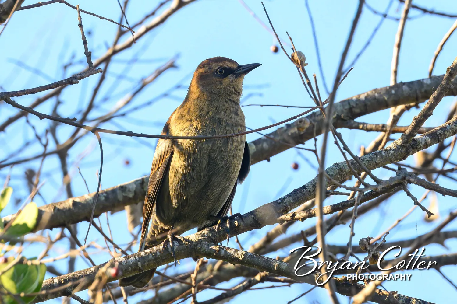 Rusty Blackbird