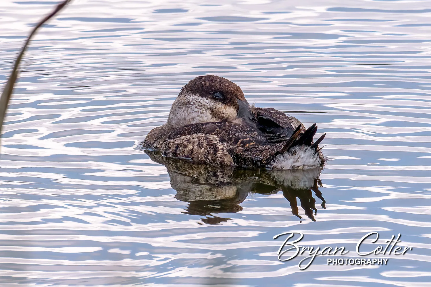 Ruddy Duck