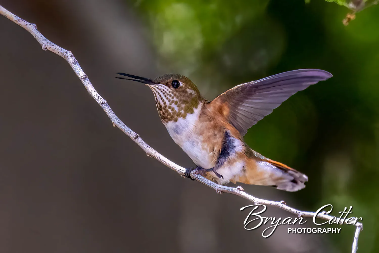 Rufous Hummingbird