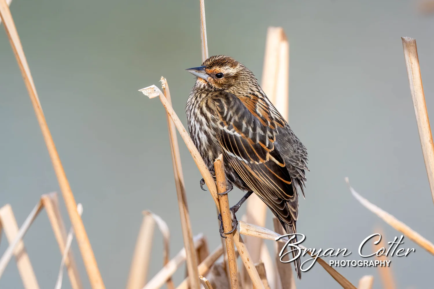 Red-winged Blackbird