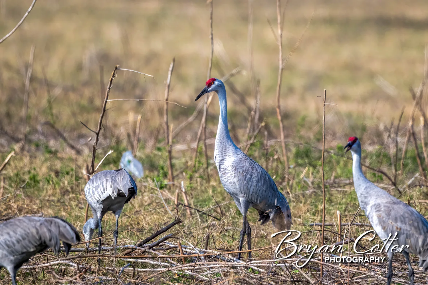 Sandhill Crane