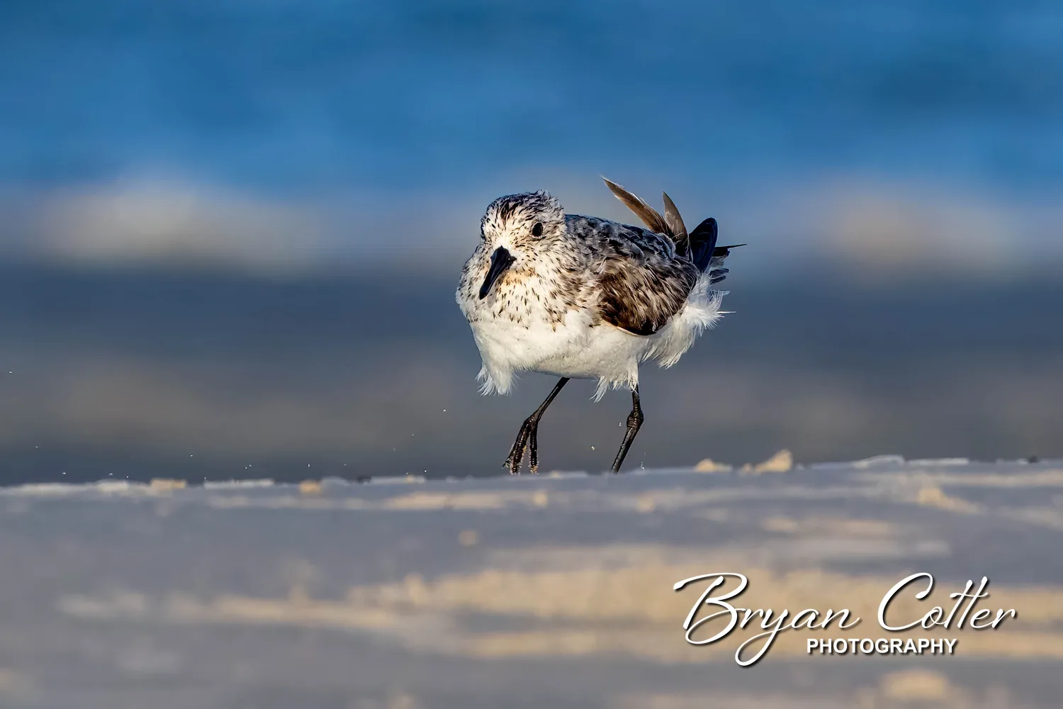 Sanderling