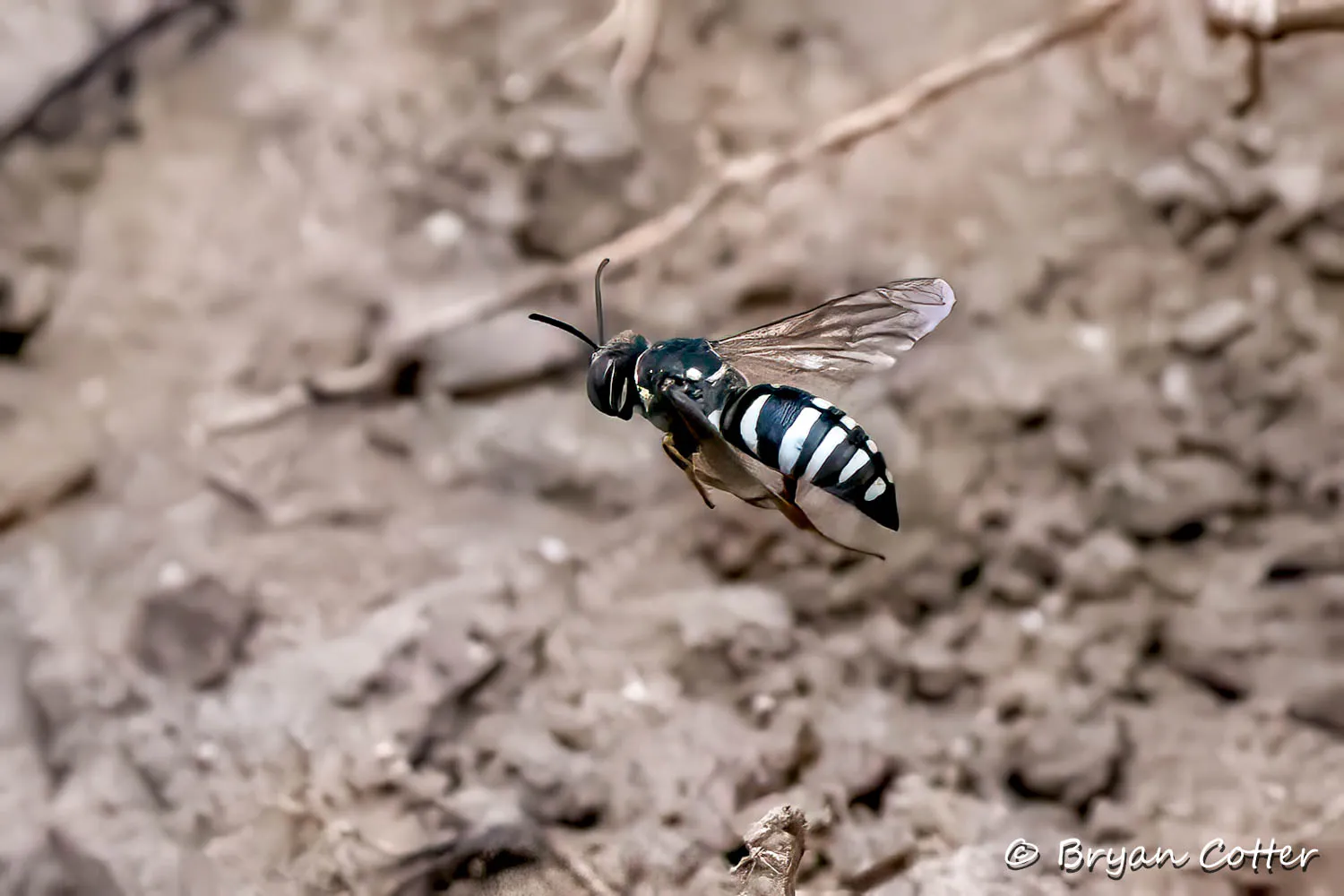 Sand Wasp