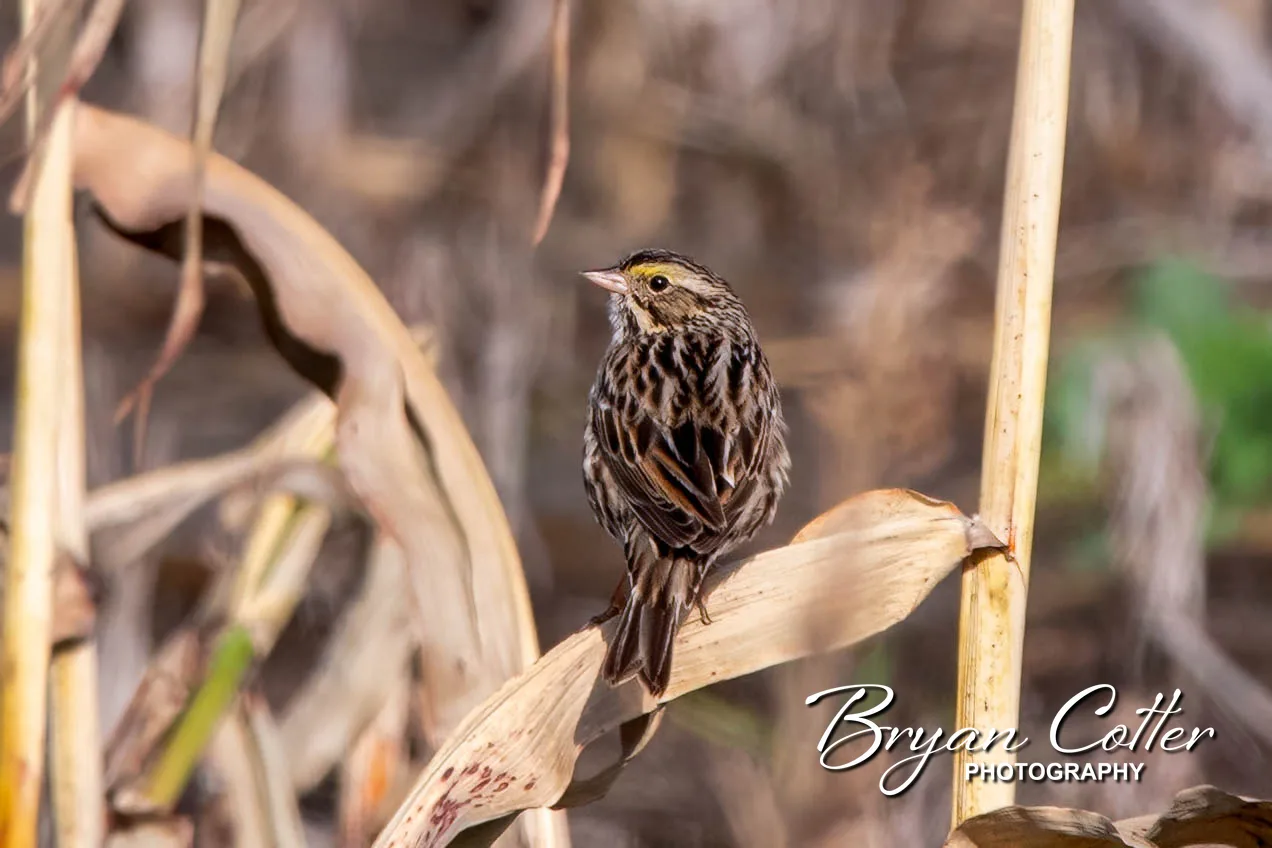 Savannah Sparrow